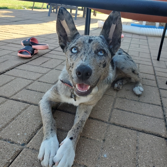 Meet your Posher, Frog 🐸 - Picture 5 of 12